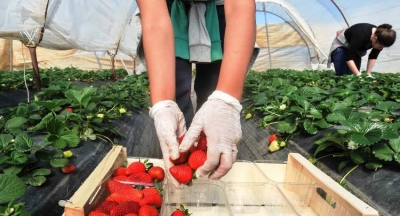 Укрывной материал для парников и теплиц Укрывной материал для парников и теплиц