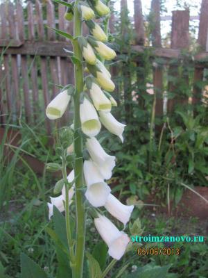 Цветы в саду
Цветы в саду