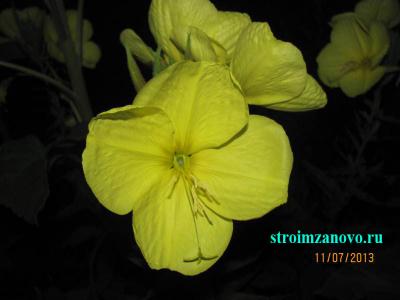 Цветы в саду
Цветы в саду