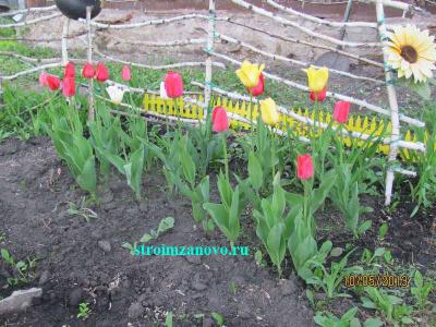 Цветы в саду
Цветы в саду