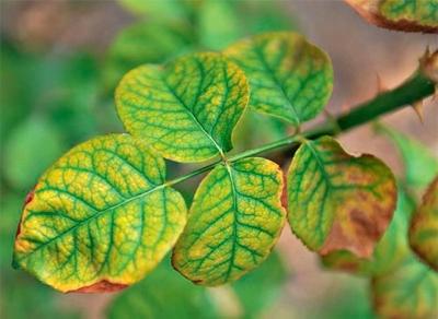 Выращивание роз: проблемы, с которыми столкнетесь Выращивание роз: проблемы, с которыми столкнетесь