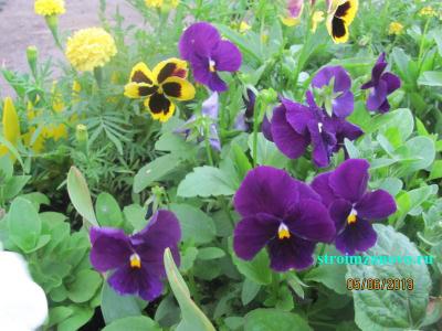 Цветы в саду
Цветы в саду