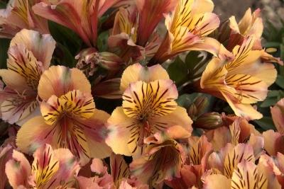 Альстромерия в открытом грунте: особенности ухода Альстромерия в открытом грунте: особенности ухода