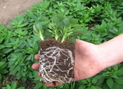 Альстромерия в открытом грунте: особенности ухода Альстромерия в открытом грунте: особенности ухода