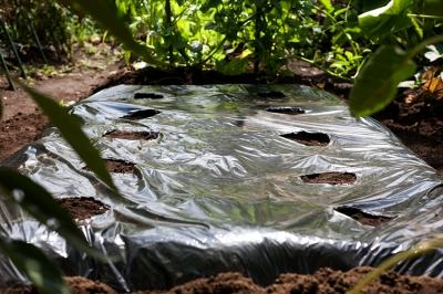 Укрывной материал для грядок Укрывной материал для грядок