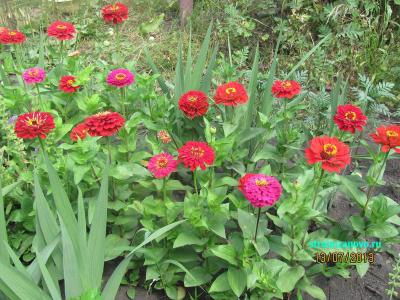 Цветы в саду
Цветы в саду