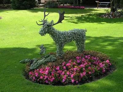 Топиари – искусство фигурной стрижки растений
Топиари – искусство фигурной стрижки растений