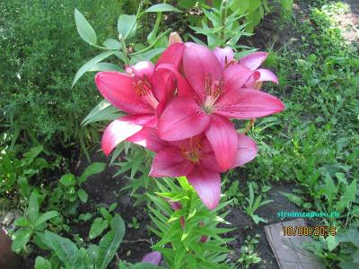 Цветы в саду
Цветы в саду