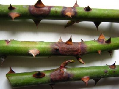 Выращивание роз: проблемы, с которыми столкнетесь Выращивание роз: проблемы, с которыми столкнетесь