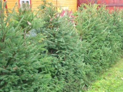 Живая изгородь на даче
Живая изгородь на даче