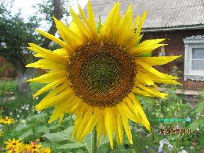 Цветы в саду
Цветы в саду