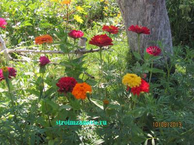 Цветы в саду
Цветы в саду