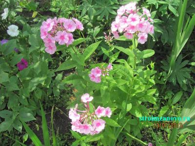 Цветы в саду
Цветы в саду