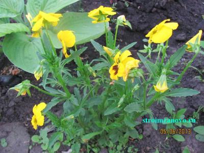 Цветы в саду
Цветы в саду