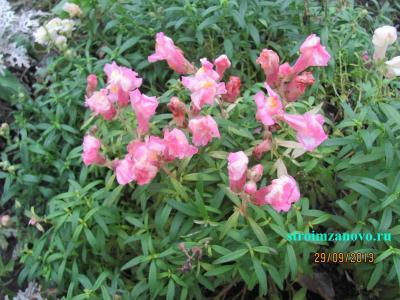 Цветы в саду
Цветы в саду