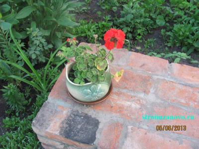 Цветы в саду
Цветы в саду