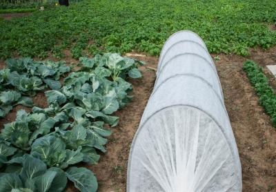 Спанбонд: что это такое, возможности материала и эффективность использования Спанбонд: что это такое, возможности материала и эффективность использования