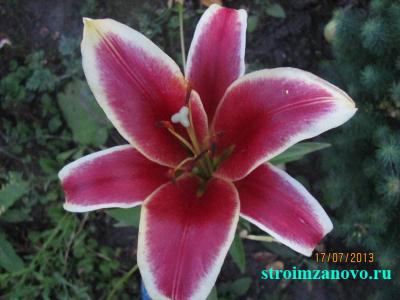 Цветы в саду
Цветы в саду