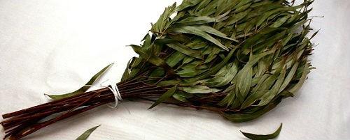 Как правильно париться в русской бане Как правильно париться в русской бане