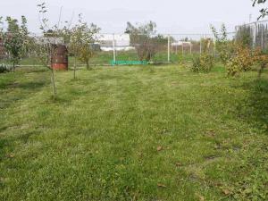 Газон своими руками
Газон своими руками