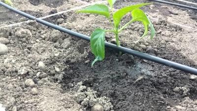 Капельный полив своими руками. Как делать. Фото и видео Капельный полив своими руками. Как делать. Фото и видео