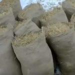 Выращивание грибов в домашних условиях: главные особенности и инструкция для новичков Выращивание грибов в домашних условиях: главные особенности и инструкция для новичков