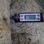 Выращивание грибов в домашних условиях: главные особенности и инструкция для новичков Выращивание грибов в домашних условиях: главные особенности и инструкция для новичков