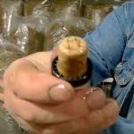 Выращивание грибов в домашних условиях: главные особенности и инструкция для новичков Выращивание грибов в домашних условиях: главные особенности и инструкция для новичков