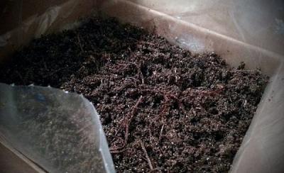 Выращивание грибов в домашних условиях: главные особенности и инструкция для новичков Выращивание грибов в домашних условиях: главные особенности и инструкция для новичков