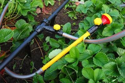 Как распланировать участок 6 соток: рекомендации, как правильно составить план участка Как распланировать участок 6 соток: рекомендации, как правильно составить план участка