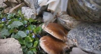 Выращивание грибов в домашних условиях: главные особенности и инструкция для новичков Выращивание грибов в домашних условиях: главные особенности и инструкция для новичков