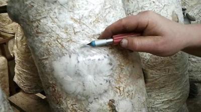 Выращивание грибов в домашних условиях: главные особенности и инструкция для новичков Выращивание грибов в домашних условиях: главные особенности и инструкция для новичков