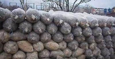 Выращивание грибов в домашних условиях: главные особенности и инструкция для новичков Выращивание грибов в домашних условиях: главные особенности и инструкция для новичков