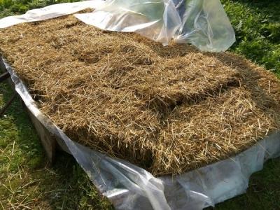 Выращивание грибов в домашних условиях: главные особенности и инструкция для новичков Выращивание грибов в домашних условиях: главные особенности и инструкция для новичков