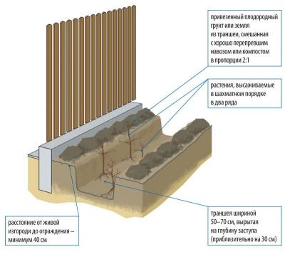 Живая изгородь на даче своими руками: какие растения лучше выбрать, пошаговый процесс монтажа Живая изгородь на даче своими руками: какие растения лучше выбрать, пошаговый процесс монтажа