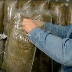 Выращивание грибов в домашних условиях: главные особенности и инструкция для новичков Выращивание грибов в домашних условиях: главные особенности и инструкция для новичков