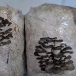 Выращивание грибов в домашних условиях: главные особенности и инструкция для новичков Выращивание грибов в домашних условиях: главные особенности и инструкция для новичков