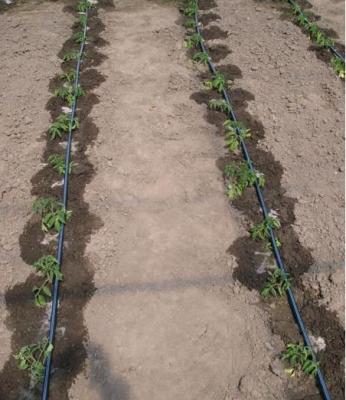 Капельный полив своими руками. Как делать. Фото и видео Капельный полив своими руками. Как делать. Фото и видео