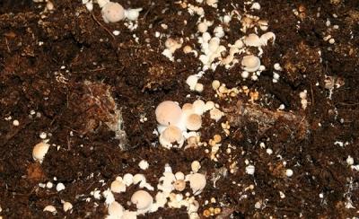 Выращивание грибов в домашних условиях: главные особенности и инструкция для новичков Выращивание грибов в домашних условиях: главные особенности и инструкция для новичков