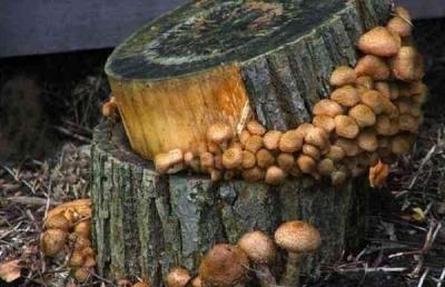 Выращивание грибов в домашних условиях: главные особенности и инструкция для новичков Выращивание грибов в домашних условиях: главные особенности и инструкция для новичков