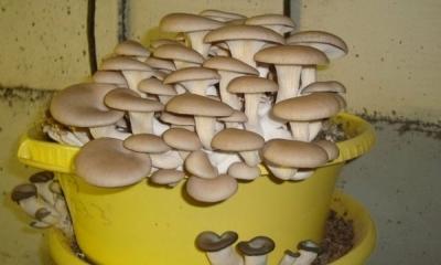 Выращивание грибов в домашних условиях: главные особенности и инструкция для новичков Выращивание грибов в домашних условиях: главные особенности и инструкция для новичков