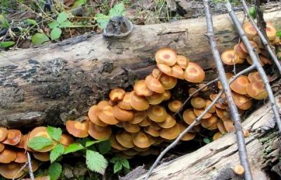 Выращивание грибов в домашних условиях: главные особенности и инструкция для новичков Выращивание грибов в домашних условиях: главные особенности и инструкция для новичков