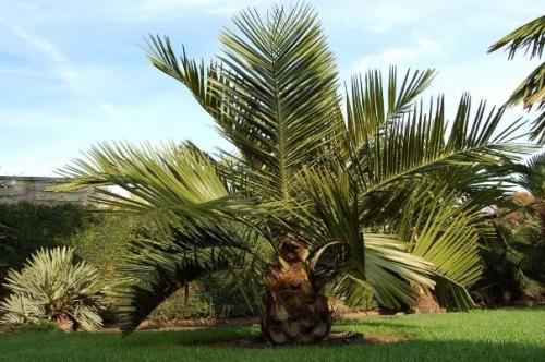 Как посадить пальму на участке Как посадить пальму на участке