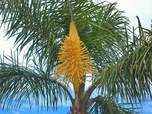 Как посадить пальму на участке Как посадить пальму на участке