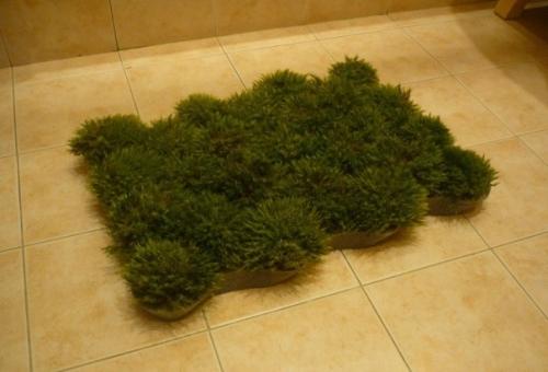 Живой коврик в ванную комнату Живой коврик в ванную комнату