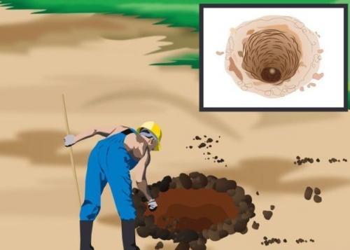 Как посадить пальму на участке Как посадить пальму на участке