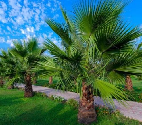 Как посадить пальму на участке Как посадить пальму на участке