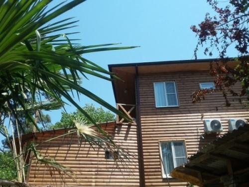 Как посадить пальму на участке Как посадить пальму на участке