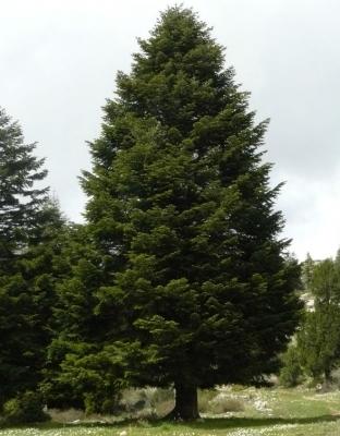 Дверь в баню своими руками: пошаговая инструкция, как сделать дверь Дверь в баню своими руками: пошаговая инструкция, как сделать дверь