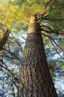 Дверь в баню своими руками: пошаговая инструкция, как сделать дверь Дверь в баню своими руками: пошаговая инструкция, как сделать дверь